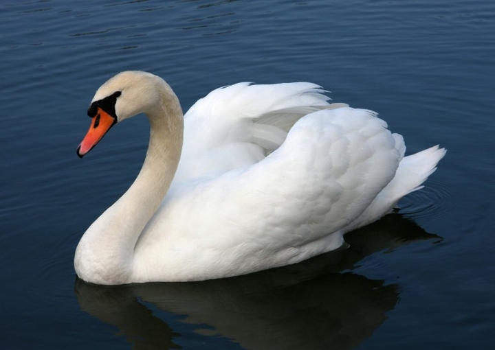 white swan