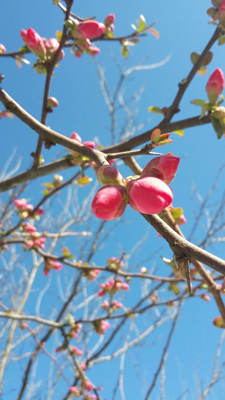 Spring ♨