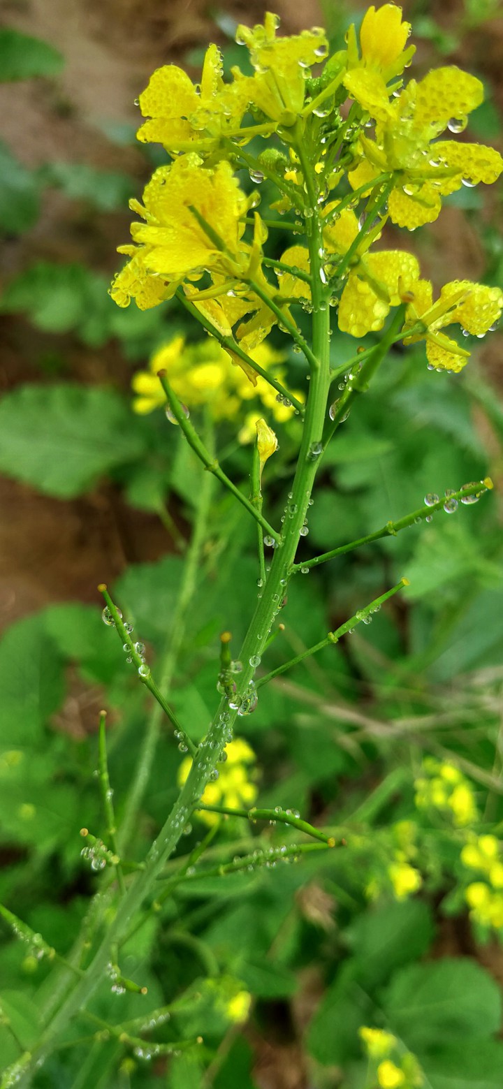 Mastered Flower water drop