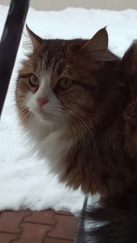 Kedi