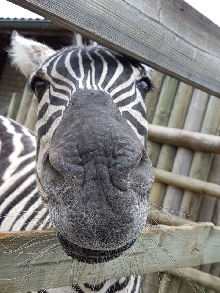 Zoo