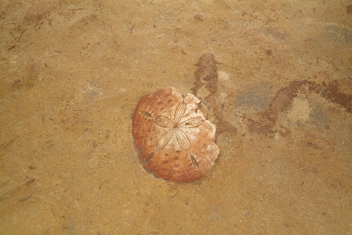Fossil