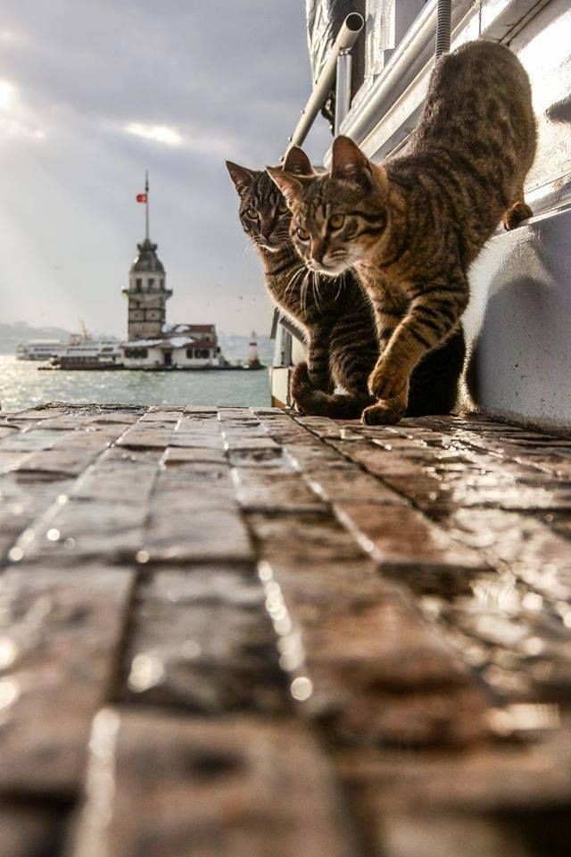 Kız Kulesi ?