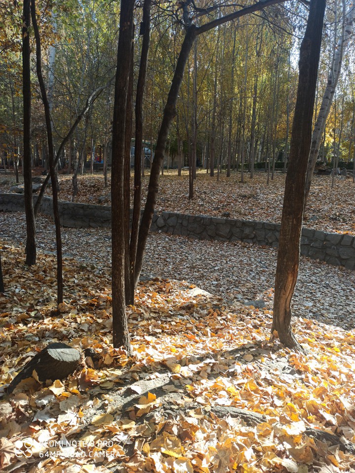 #fall