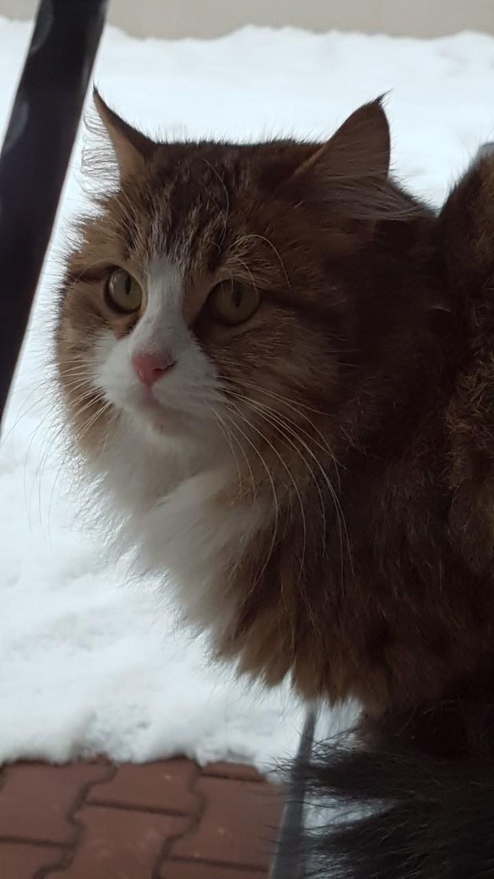 Kedi