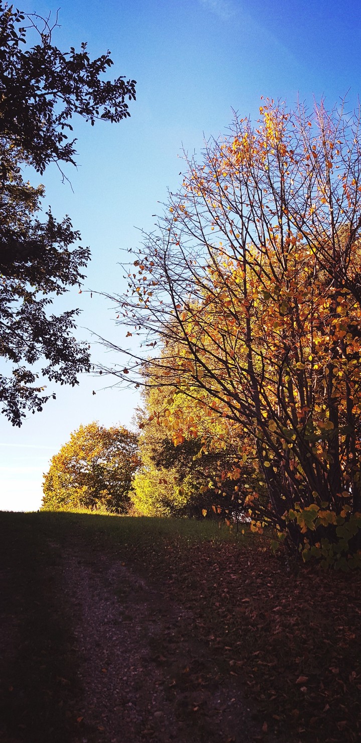 Autumn in countryside