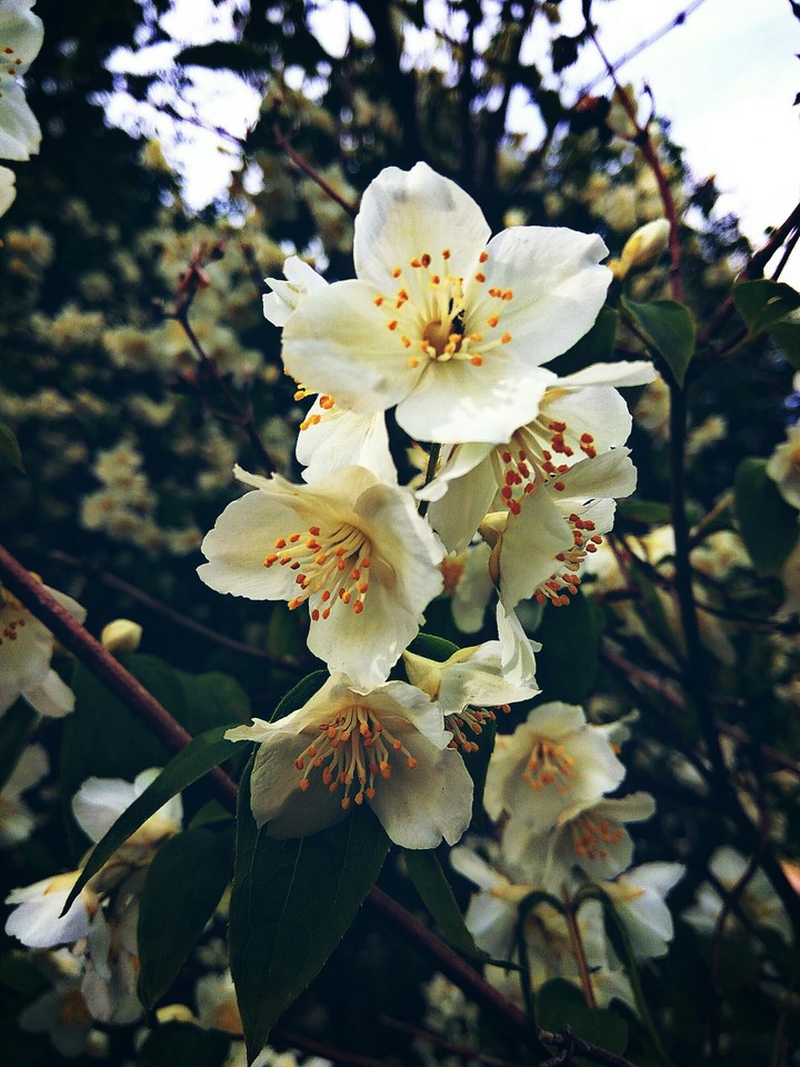 jasmine