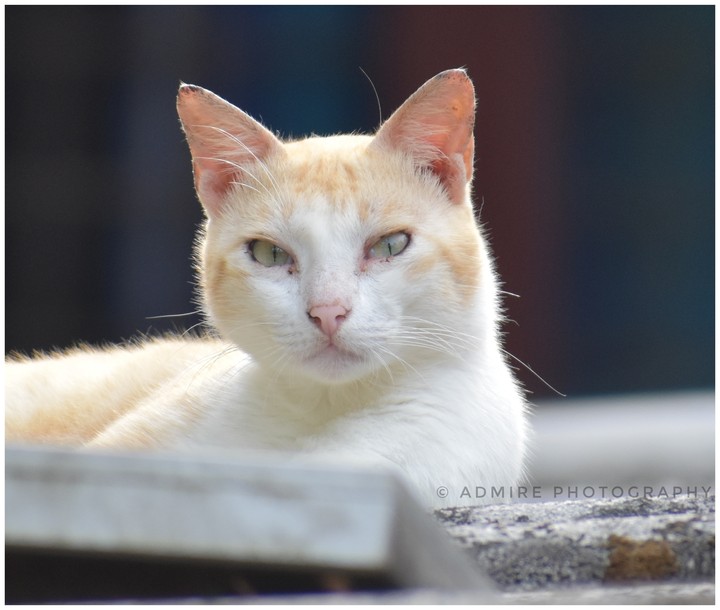 cat