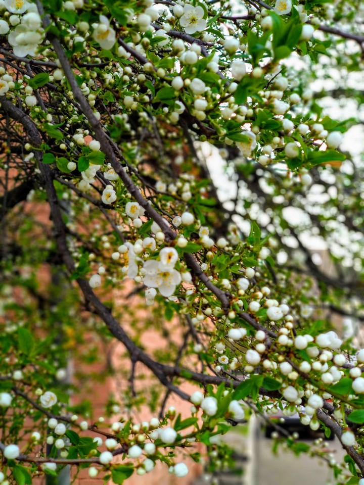 spring melody