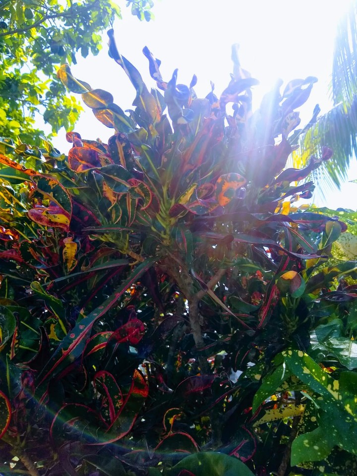 jardín en casa