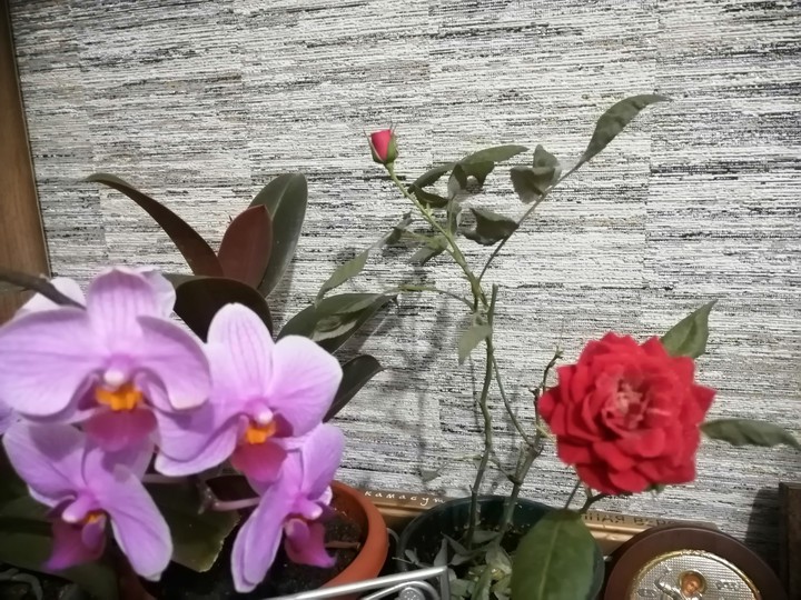 мои цветы