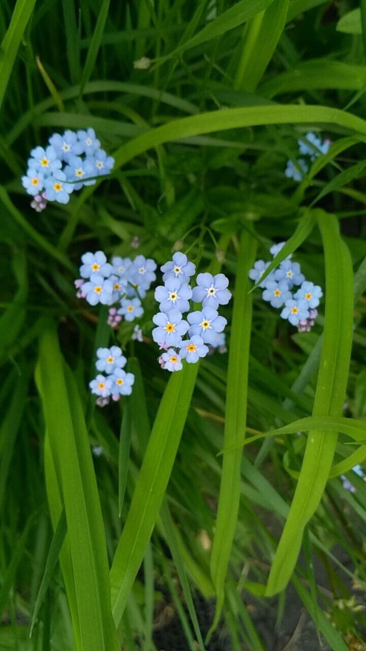 Forget-me-nots