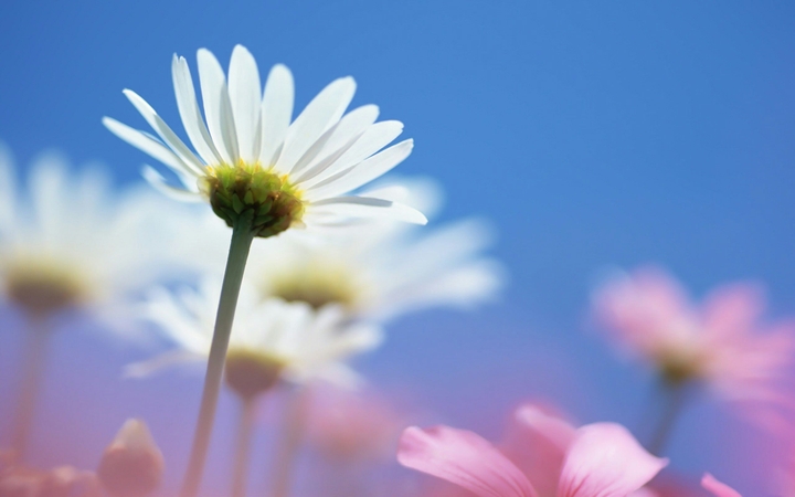 white flower