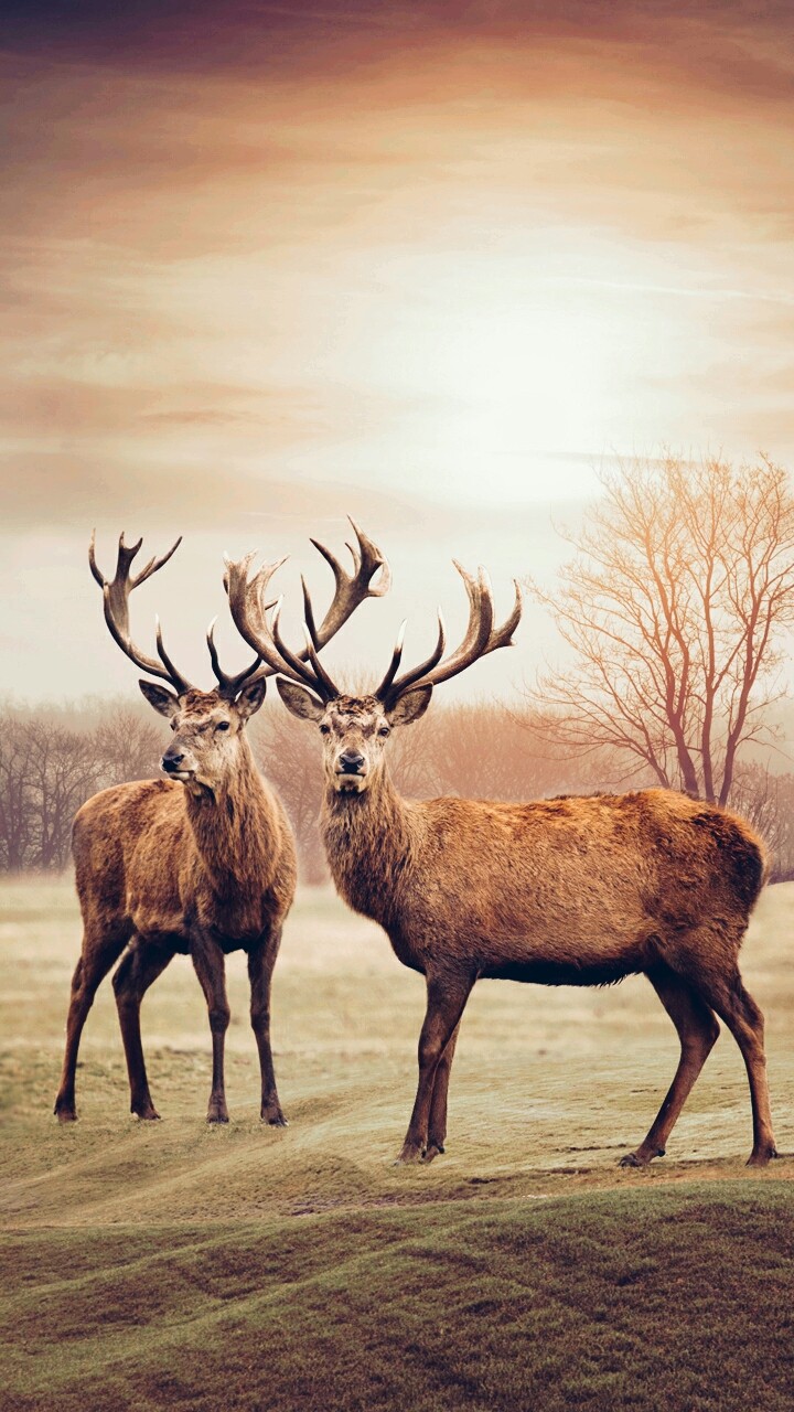 deers
