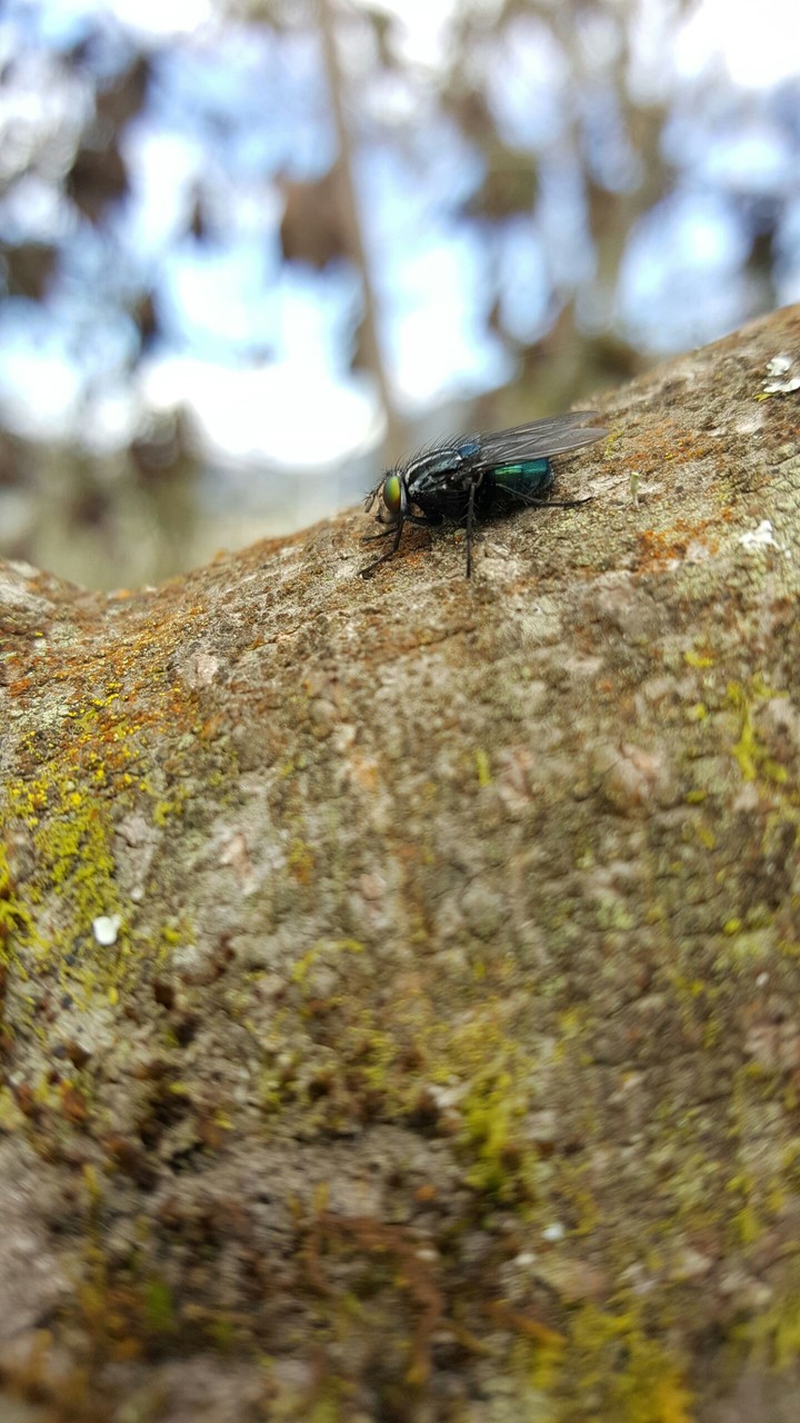 fly
