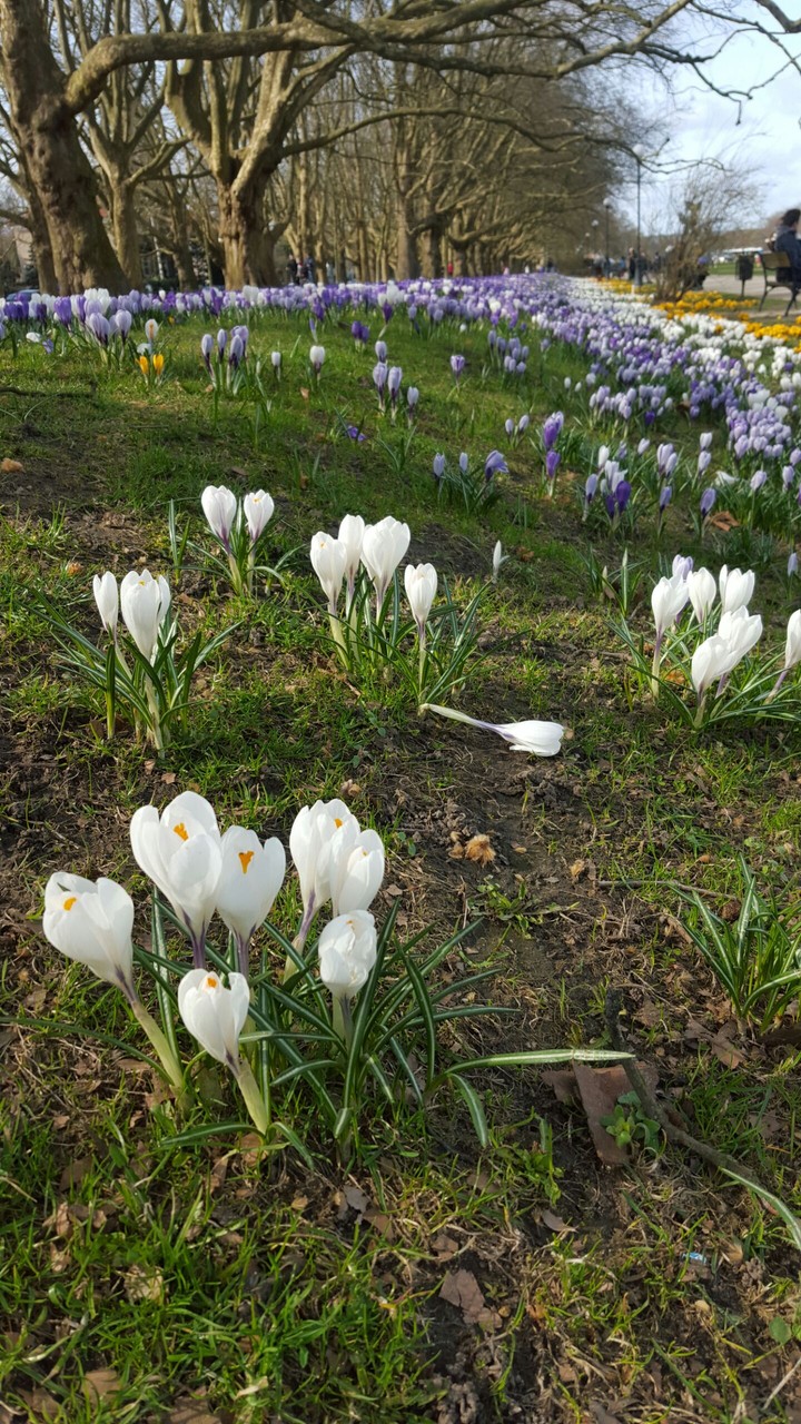 flower 3