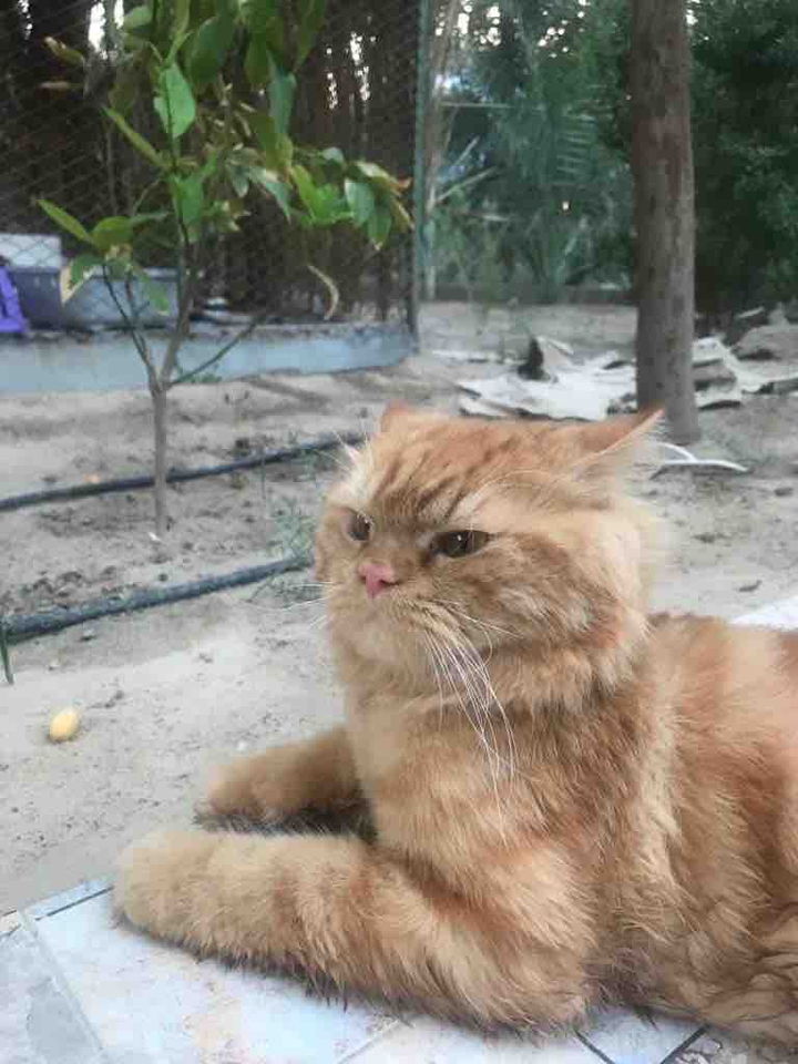 cat
