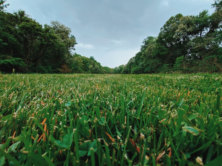 Open Field