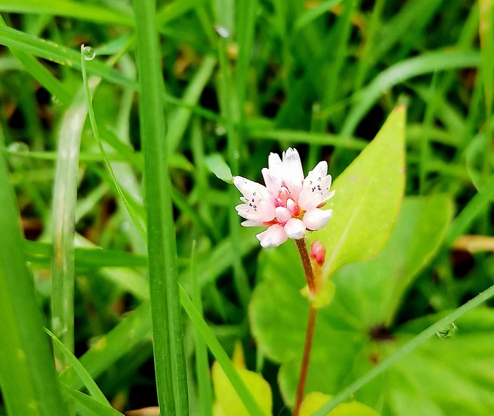 New Life