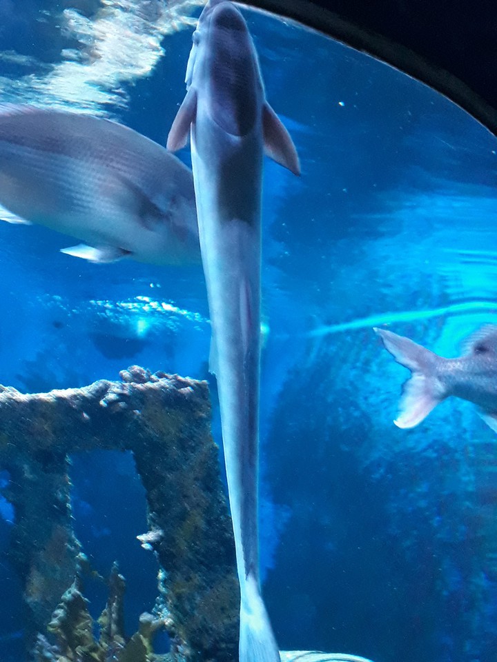 long shark
