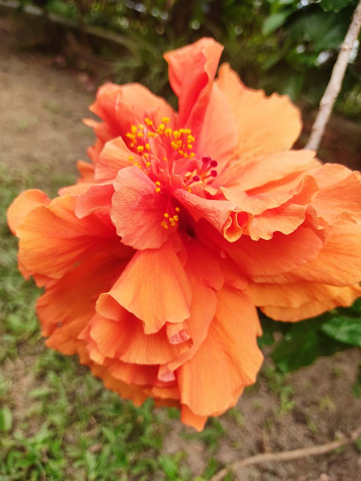layered hibiscus