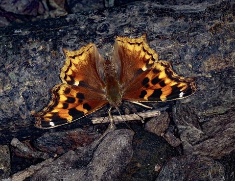 pollinator, wildlife वॉलपेपर