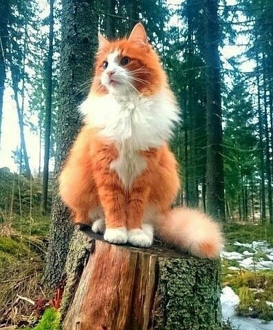 краса