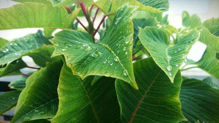 Raindrops