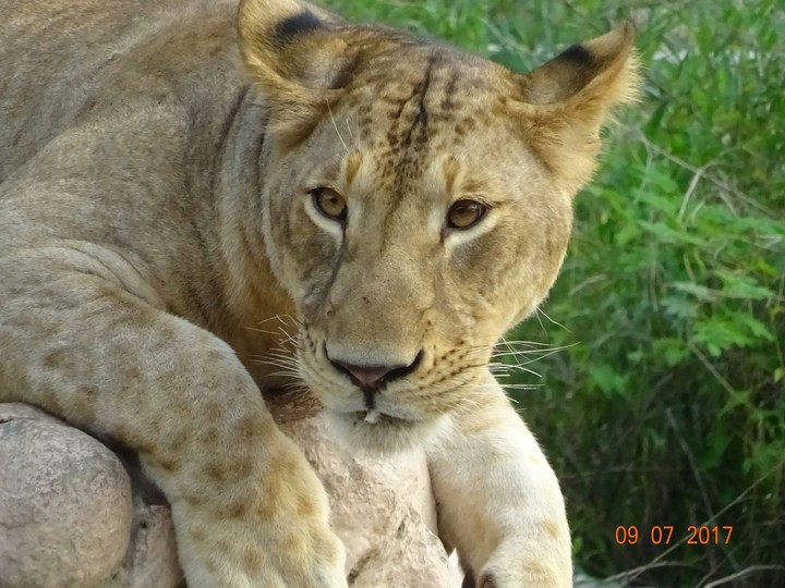 Lion