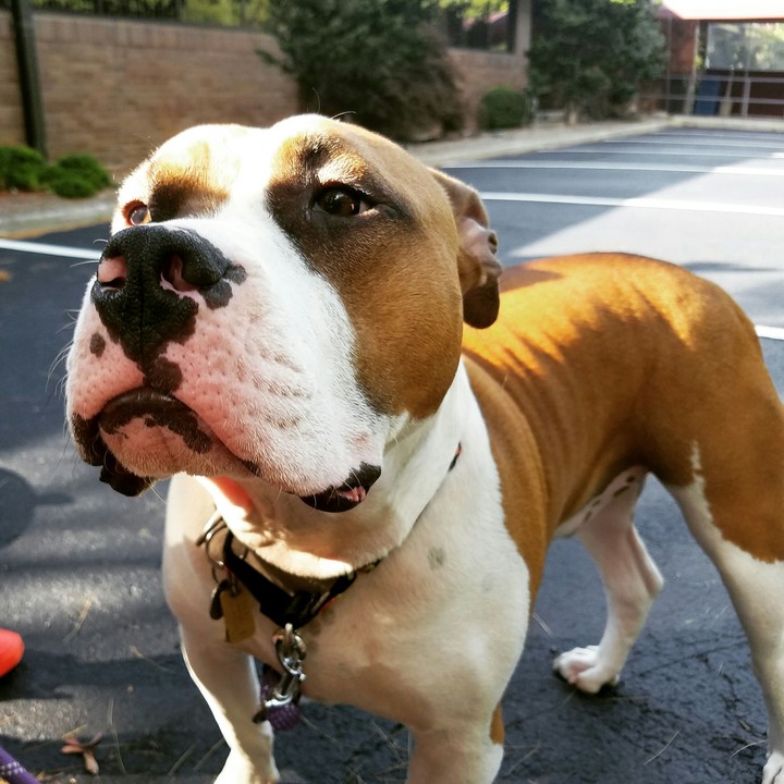 dog