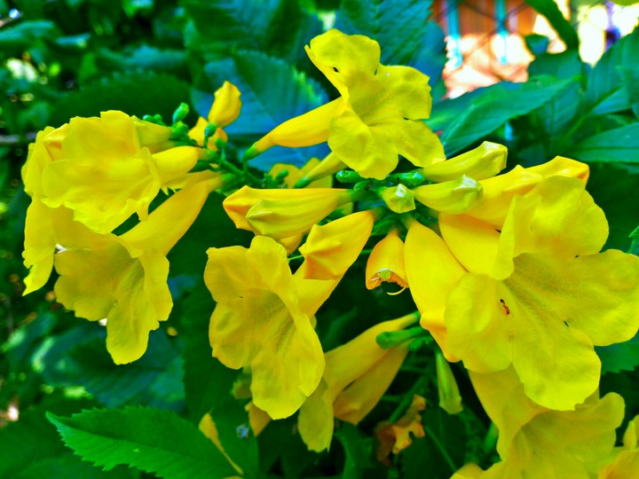 #flower