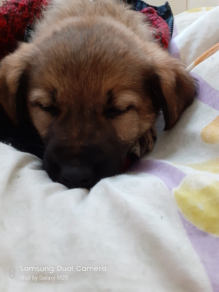 köpek uyuyor