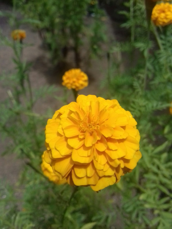 henna flower