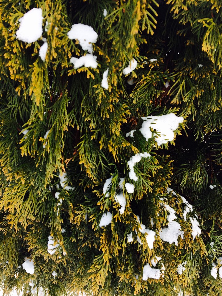 tree