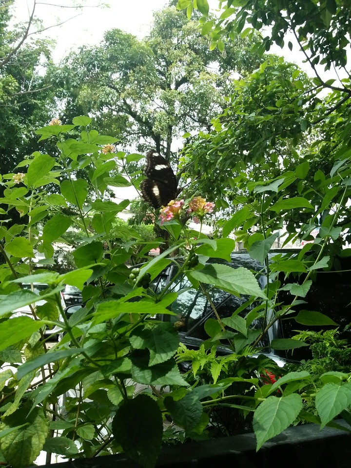 Nature