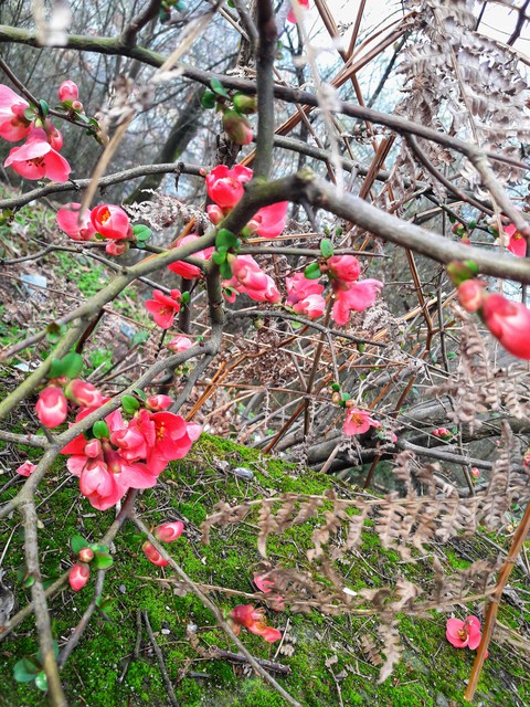 pink flowers