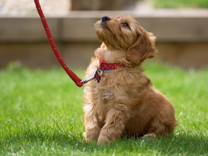 말 잘 듣는 강아지