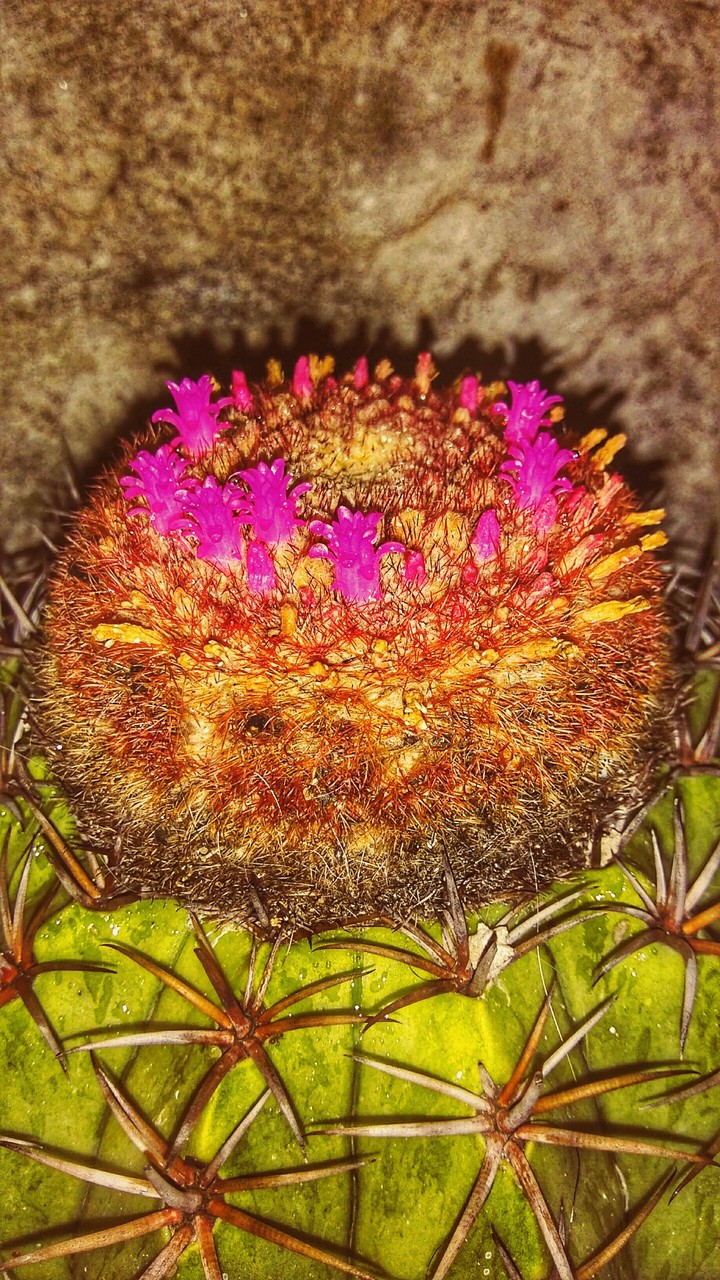 Cactus