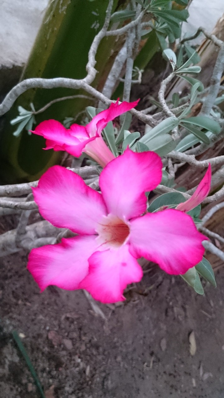 red flower