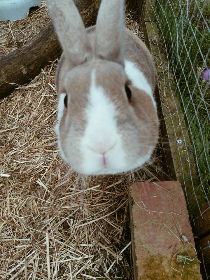 Rabbit
