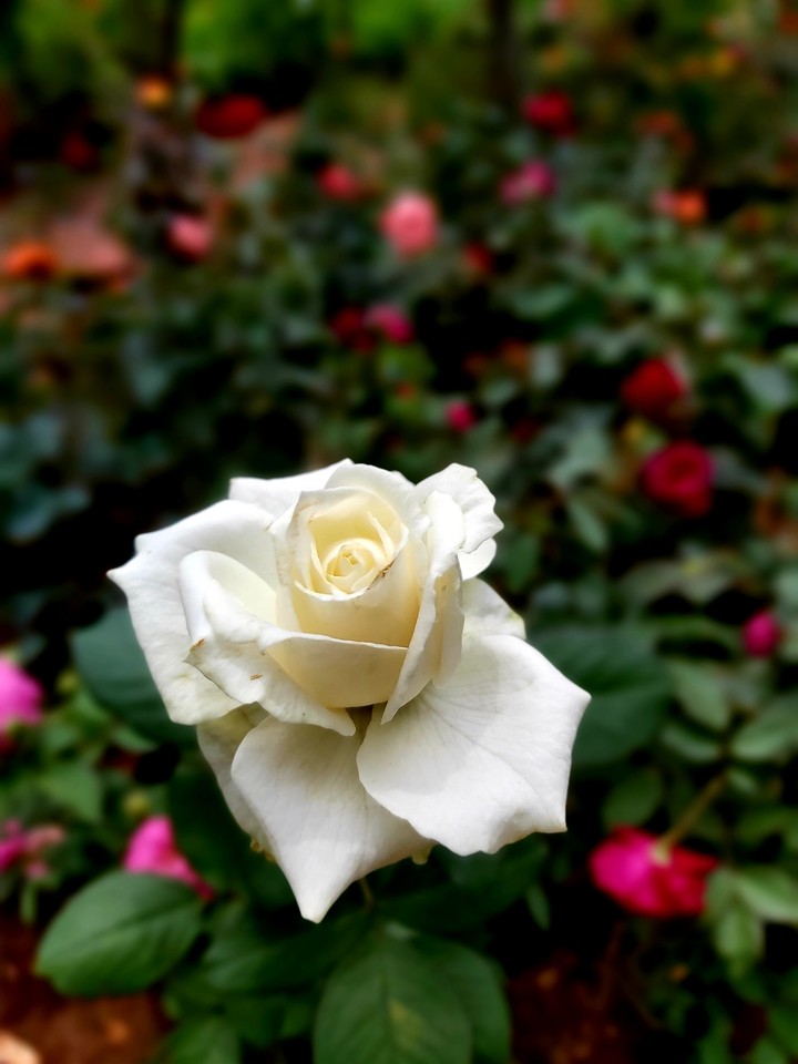 The Beauty of white