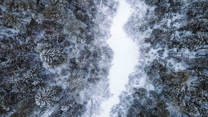 Forest