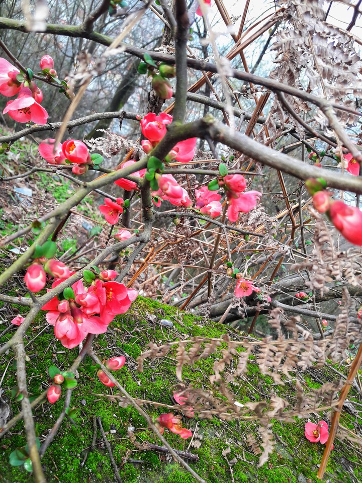 pink flowers