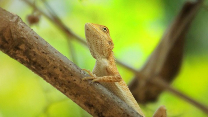 Lizard