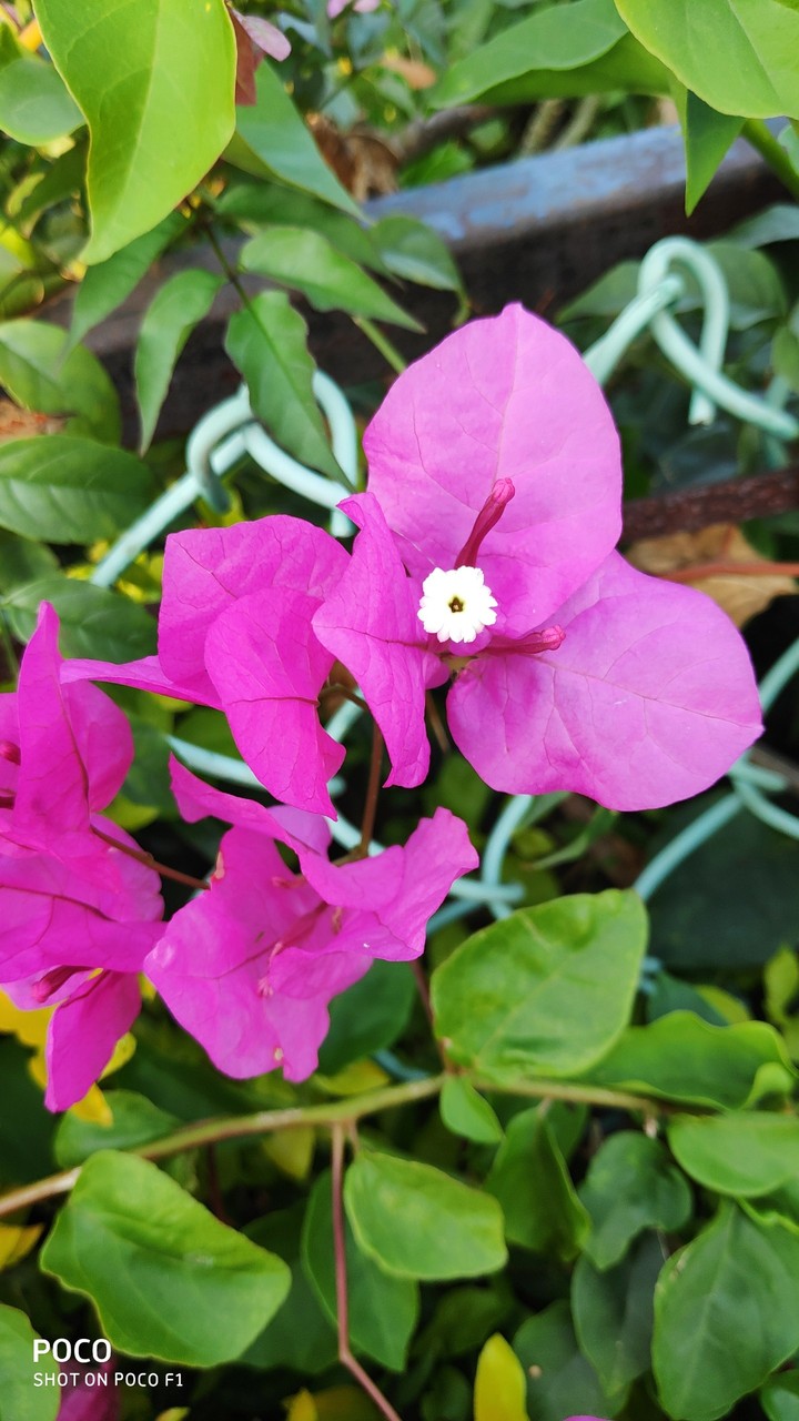 flower