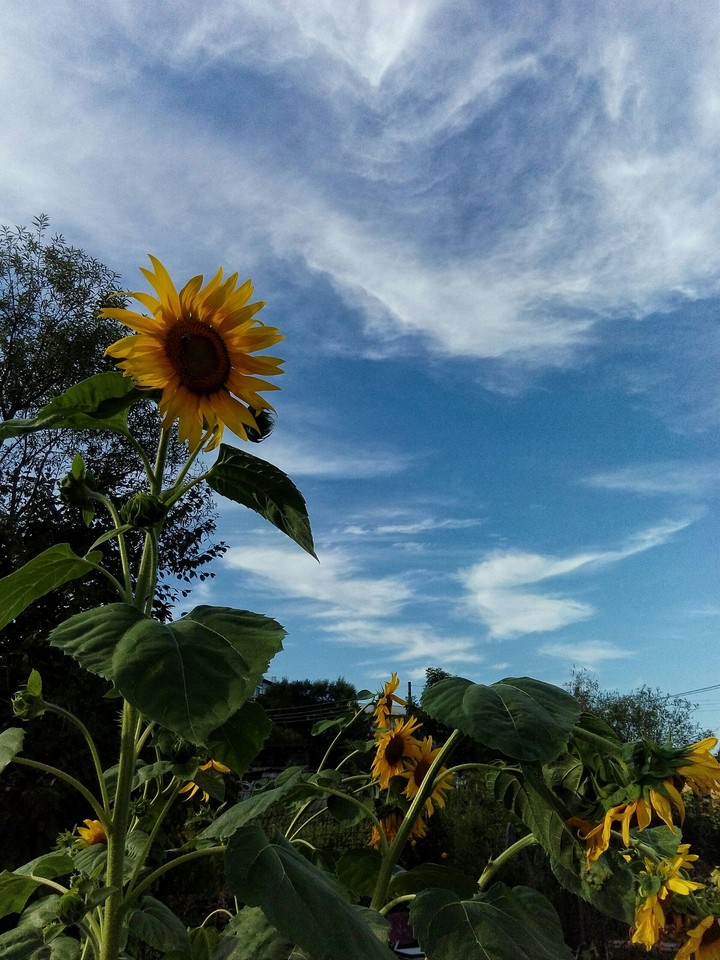 sunny summer