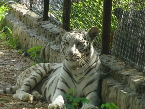 White Tiger