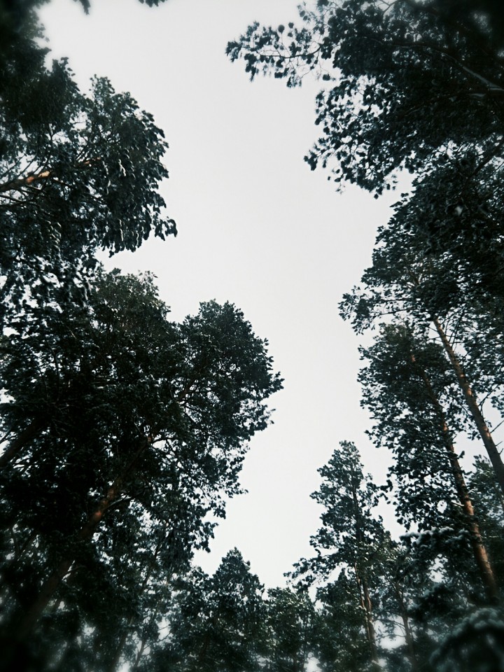 forest and sky