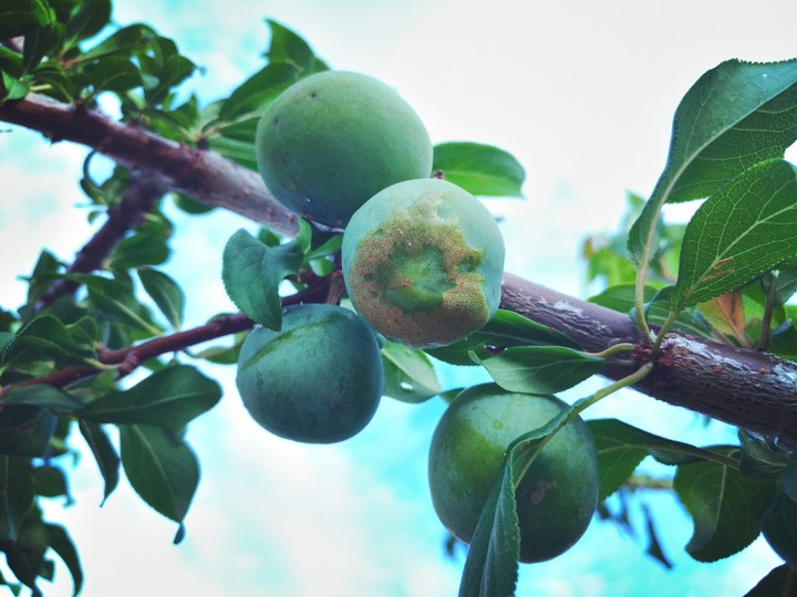 Plum