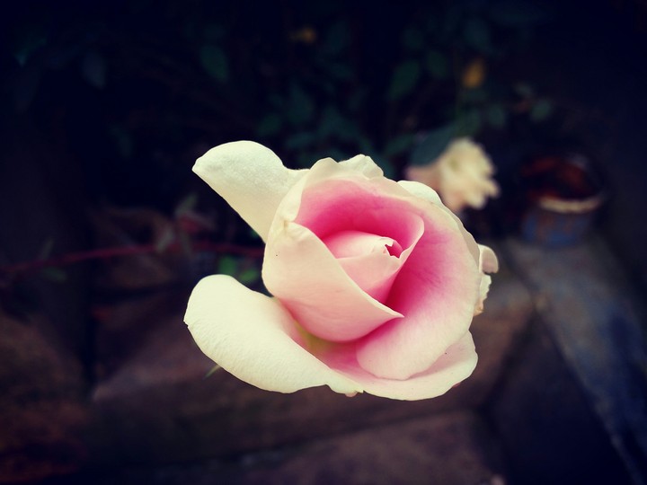 rose